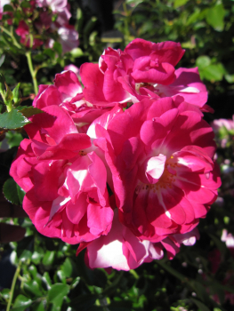 Bodendecker-Rose Lipstick